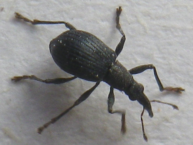 Oxystoma ochropus &copy; HALLART Guénael