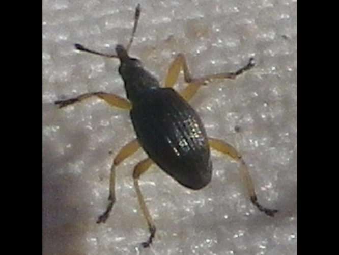 Protapion fulvipes &copy; HALLART Guénael