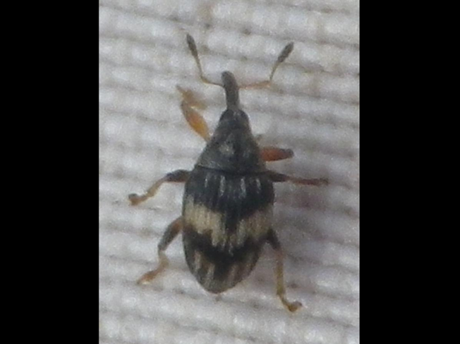 Nanophyes marmoratus &copy; HALLART Guénael