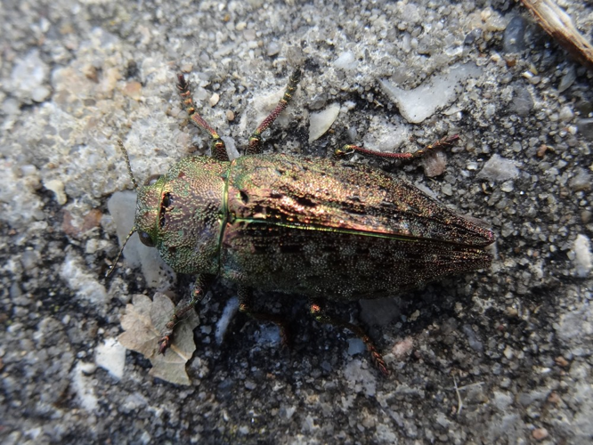 Dicerca berolinensis &copy; TOP Damien