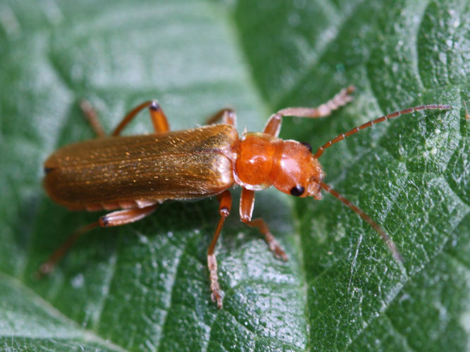 Cantharis cryptica &copy; LETHEVE Xavier