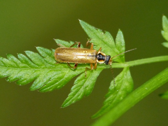 Cantharis decipiens &copy; BARBIER Simon