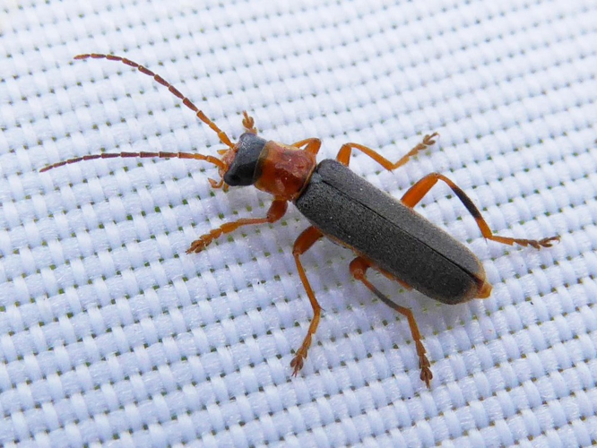 Cantharis lateralis &copy; LETHEVE Xavier