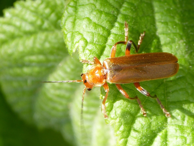 Cantharis livida &copy; BARBIER Simon