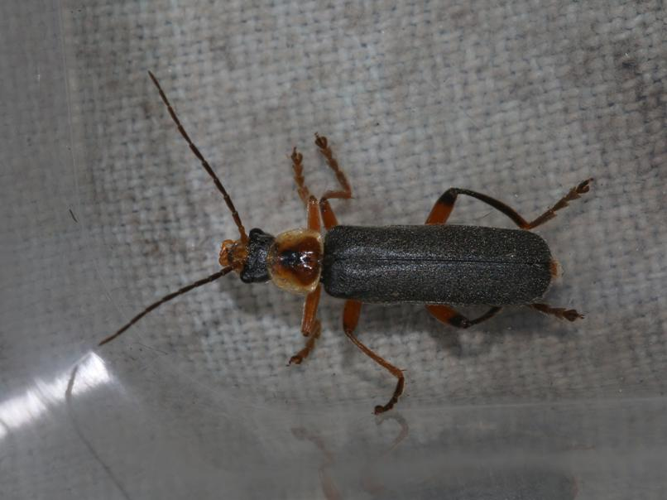 Cantharis nigricans &copy; DANTEN Benoit