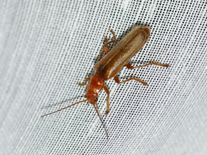 Cantharis rufa &copy; BARBIER Simon