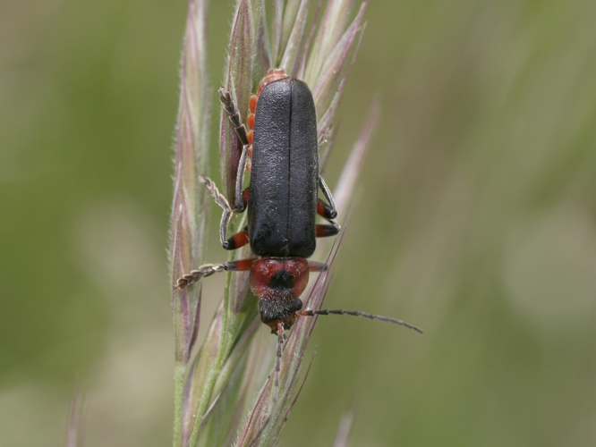 Cantharis rustica &copy; TOP Damien