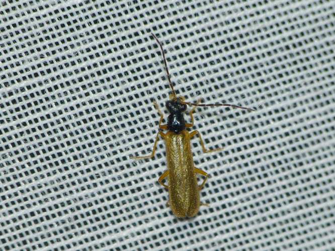 Rhagonycha lignosa &copy; BARBIER Simon