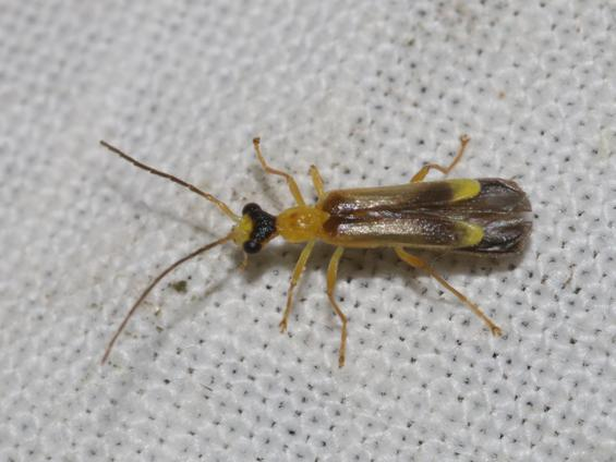 Malthinus flaveolus &copy; DANTEN Benoit