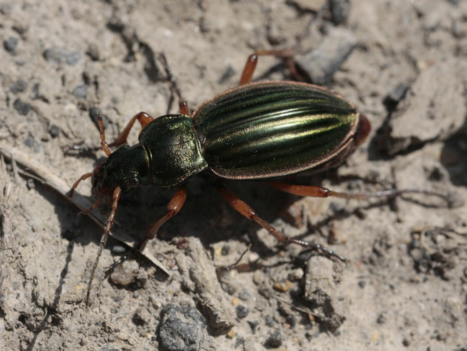 Carabus auratus &copy; TOP Damien