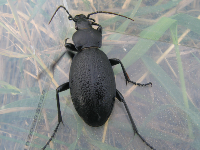 Carabus coriaceus &copy; MAILLIER Sébastien