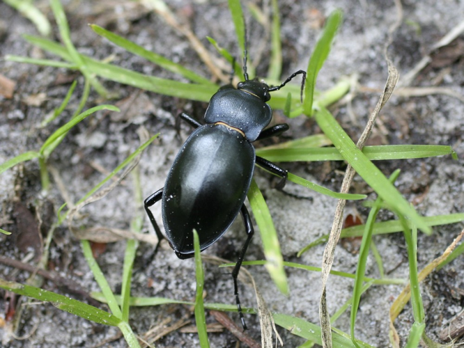 Carabus glabratus &copy; TOP Damien