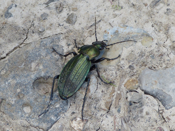 Carabus monilis &copy; BARBIER Simon