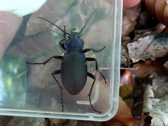 Carabus problematicus &copy; MAILLIER Sébastien