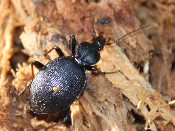 Cychrus attenuatus &copy; COLINDRE Laurent