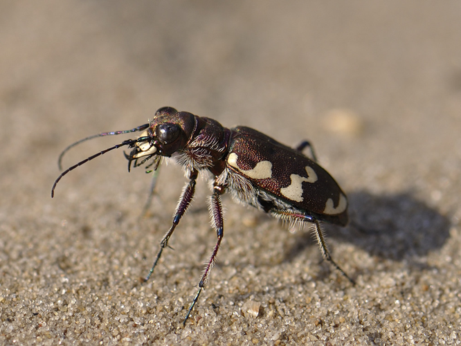 Cicindela hybrida &copy; HERCENT Jean-Luc