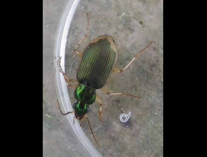 Chlaeniellus vestitus &copy; HALLART Guénael