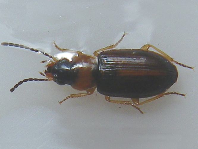 Acupalpus flavicollis &copy; HALLART Guénael