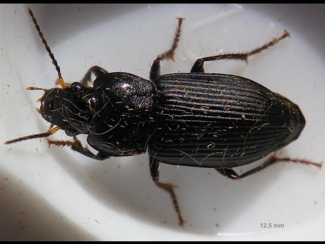 Anisodactylus binotatus &copy; HALLART Guénael