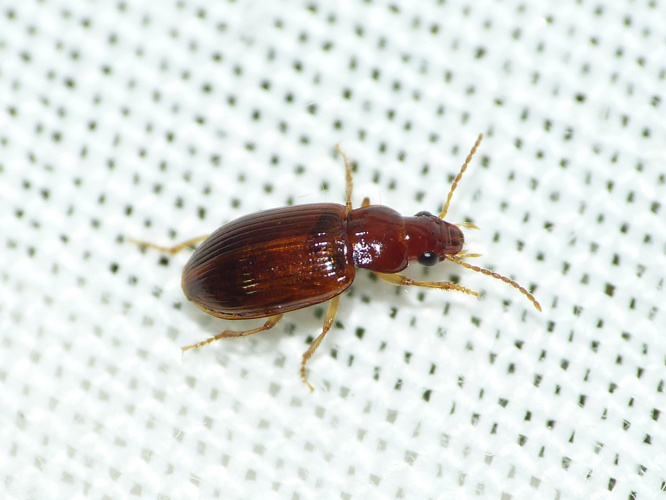 Bradycellus verbasci &copy; BARBIER Simon