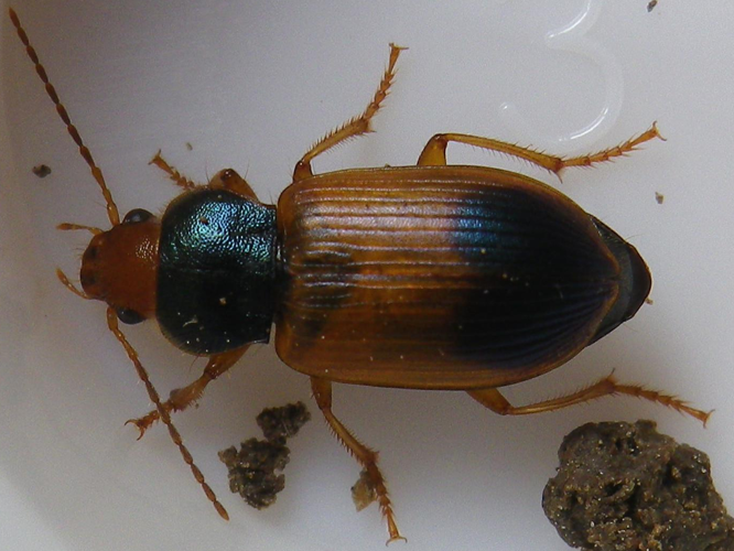 Diachromus germanus &copy; HALLART Guénael