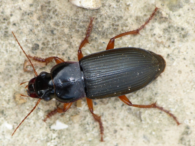 Pseudoophonus rufipes &copy; BARBIER Simon