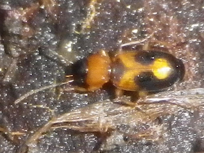 Badister lacertosus &copy; HALLART Guénael