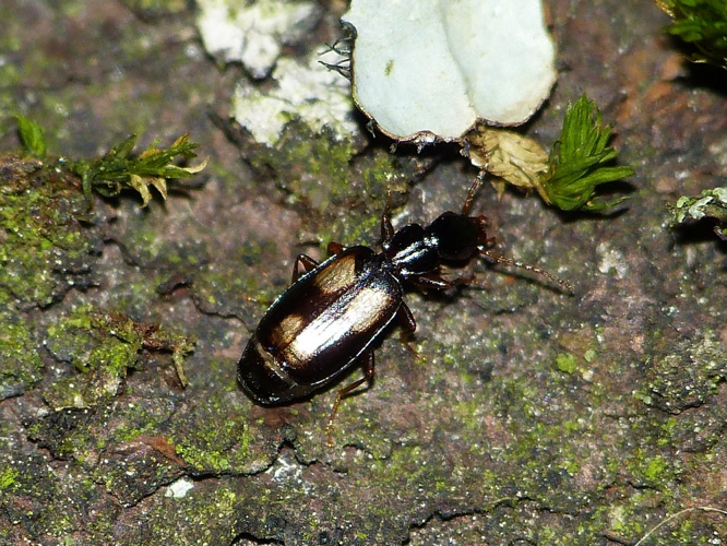 Calodromius spilotus &copy; BARBIER Simon