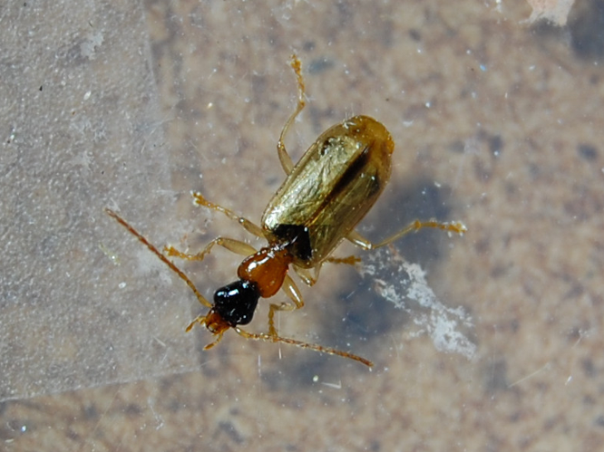 Demetrias atricapillus &copy; VANSTEENE Nicolas