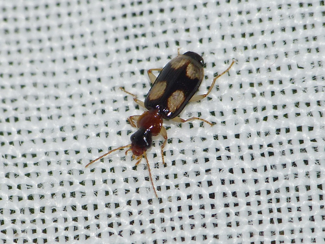 Dromius quadrimaculatus &copy; BARBIER Simon