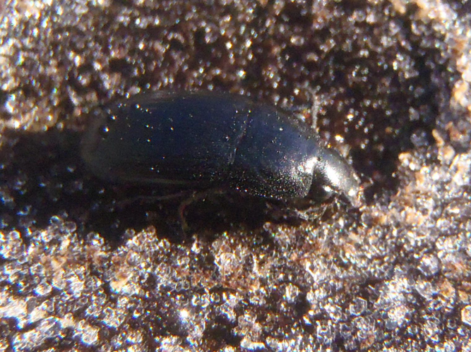 Oodes helopioides &copy; HALLART Guénael