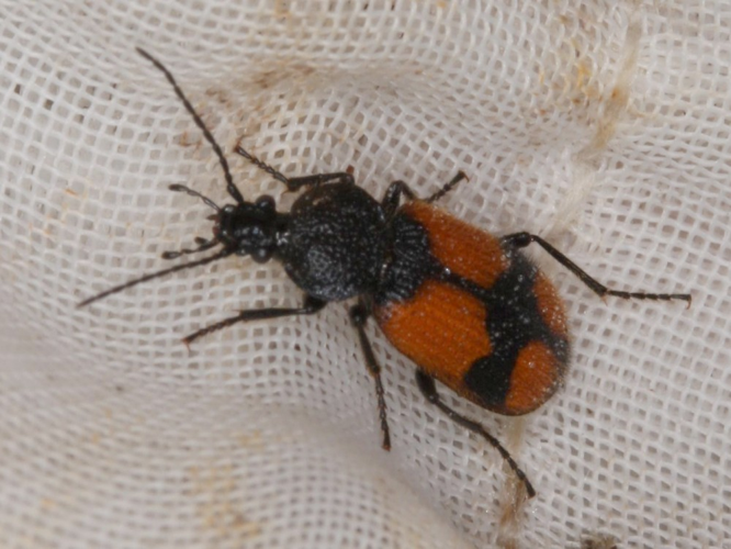 Panagaeus cruxmajor &copy; LETHEVE Xavier