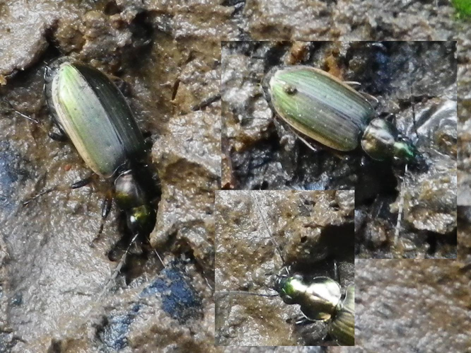 Agonum marginatum &copy; HALLART Guénael