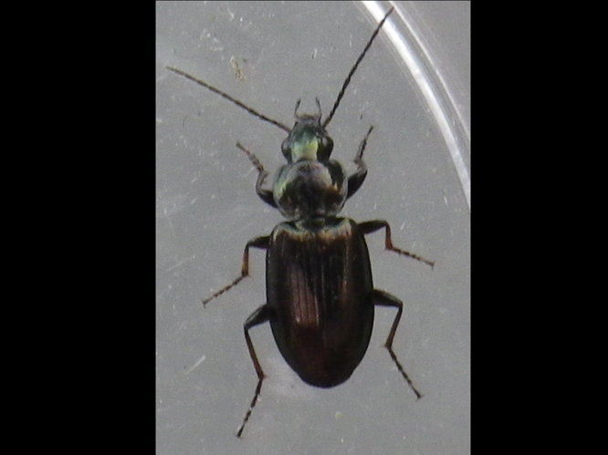 Agonum muelleri &copy; HALLART Guénael