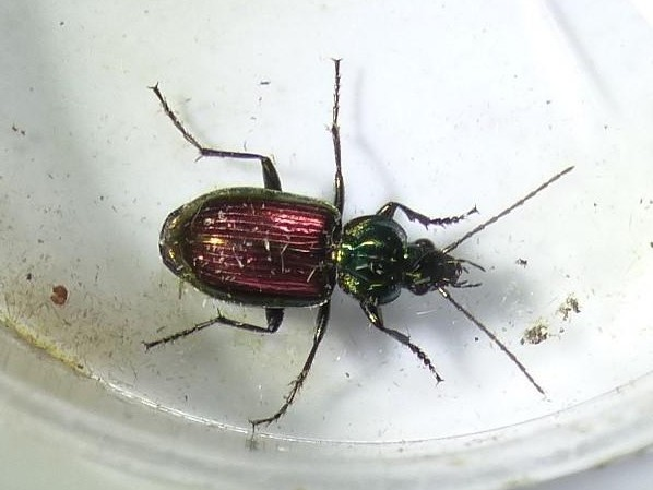 Agonum sexpunctatum &copy; DEROZIER Carole
