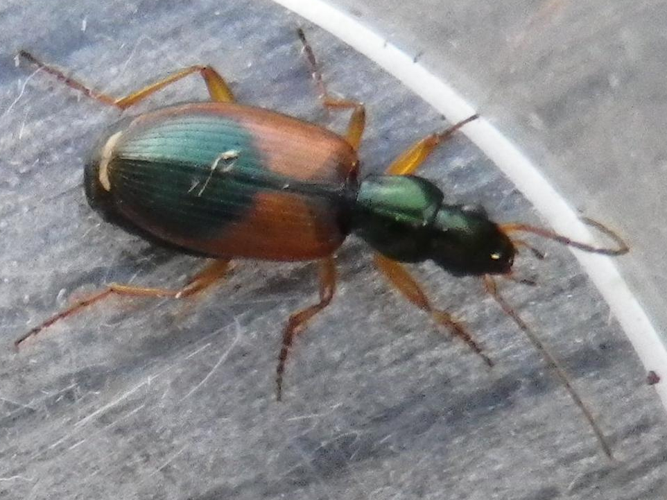 Anchomenus dorsalis &copy; HALLART Guénael