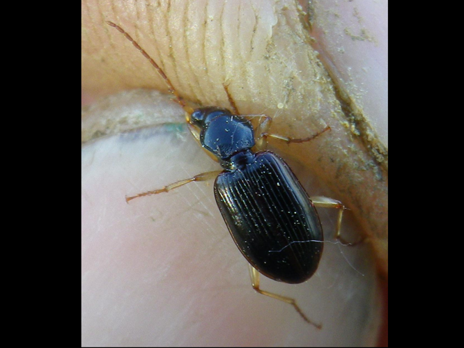 Paranchus albipes &copy; HALLART Guénael