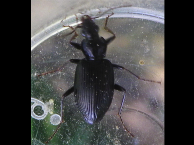 Limodromus assimilis &copy; HALLART Guénael