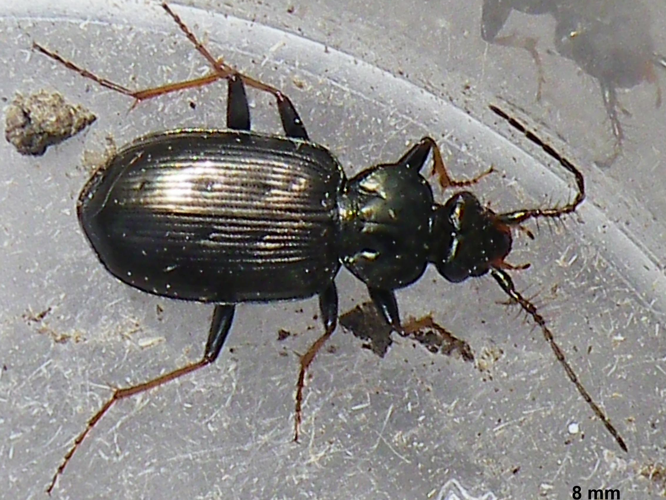 Loricera pilicornis &copy; HALLART Guénael