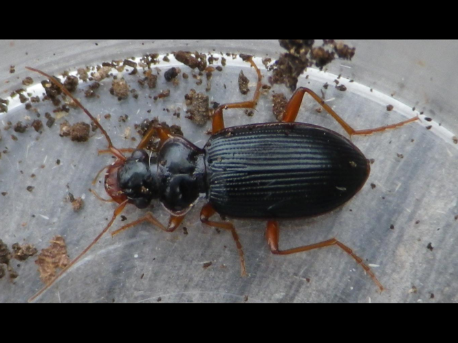 Leistus rufomarginatus &copy; HALLART Guénael