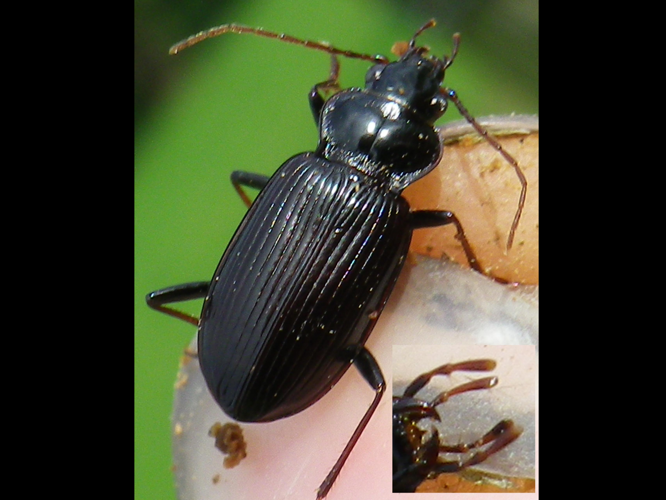 Nebria brevicollis &copy; HALLART Guénael