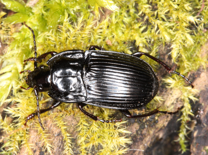 Abax ovalis &copy; LETHEVE Xavier