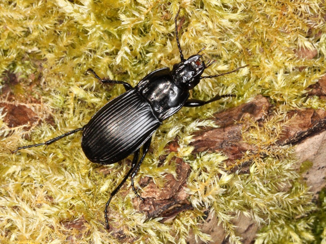 Abax parallelepipedus &copy; LETHEVE Xavier