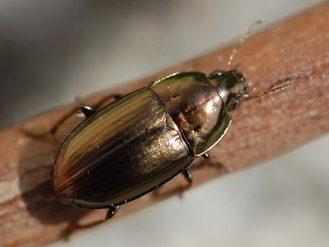 Amara aenea &copy; VANSTEENE Nicolas