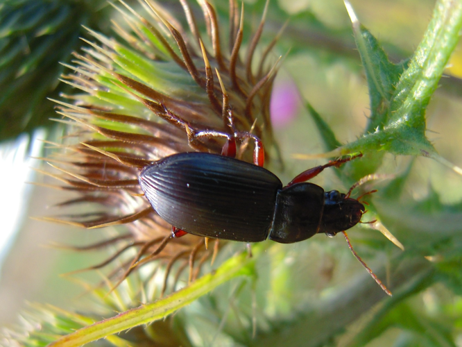 Amara aulica &copy; HERMANT Thomas