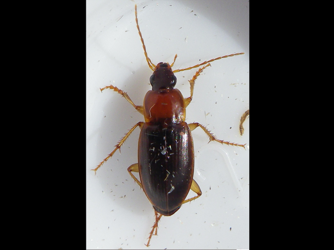 Calathus cinctus &copy; HALLART Guénael