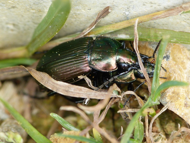 Poecilus cupreus &copy; BARBIER Simon
