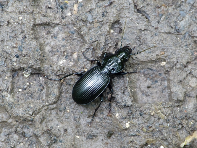 Pterostichus madidus &copy; BARBIER Simon
