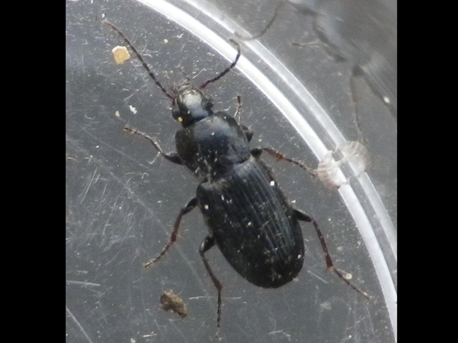 Pterostichus vernalis &copy; HALLART Guénael