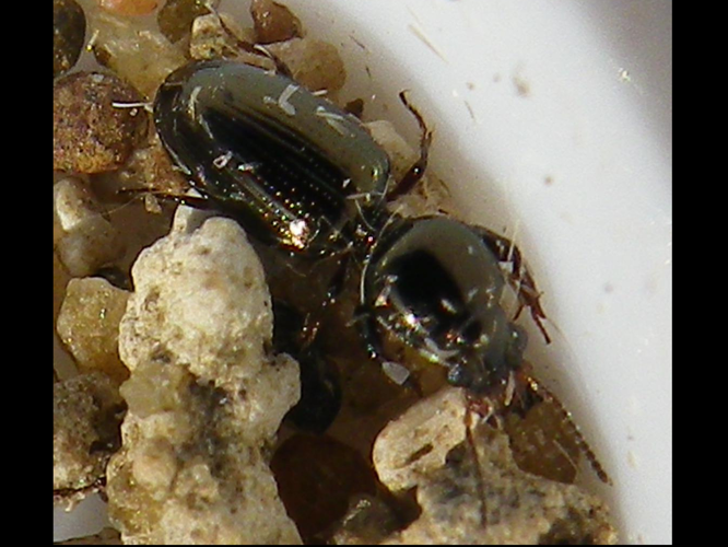 Dyschiriodes intermedius &copy; HALLART Guénael